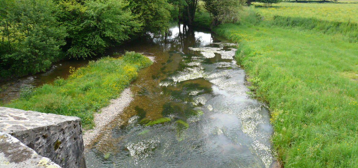 petite rivière avec des plantes aquatiques